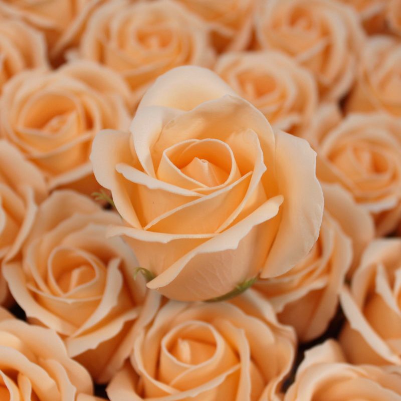 Tvålblommor till Hantverk - Mellanstor Ros - Persika