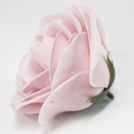 Tvålblommor till Hantverk - Stor Ros - Ljusrosa