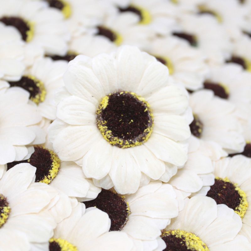 Tvålblommor till Hantverk - Liten Solros - Elfenben