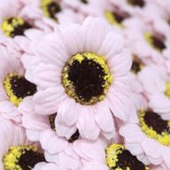 Tvålblommor till Hantverk - Liten Solros - Ljusrosa