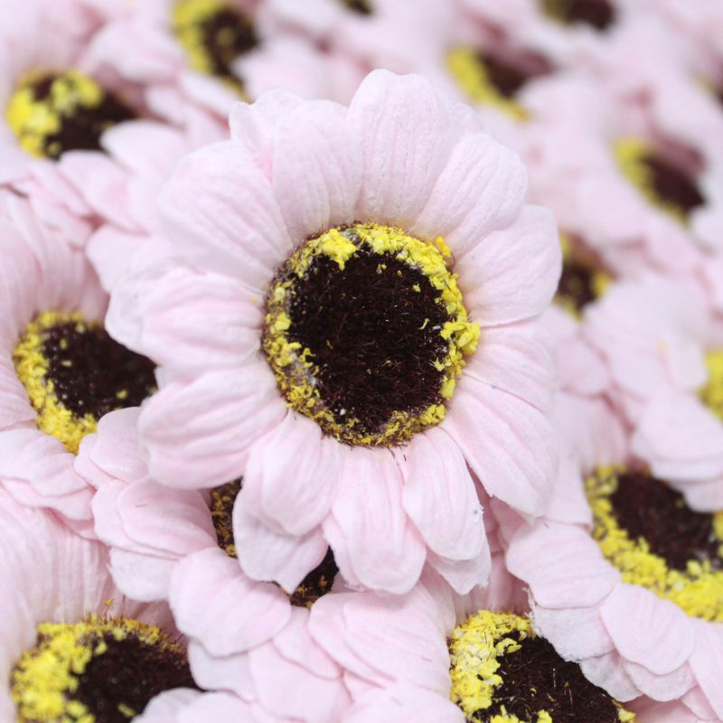Tvålblommor till Hantverk - Liten Solros - Ljusrosa