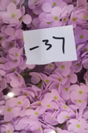 Tvålblommor till Hantverk - Hortensia - Lavendel