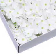 Tvålblommor till Hantverk - Hortensia - Vit