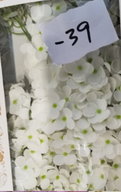 Tvålblommor till Hantverk - Hortensia - Vit