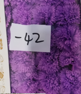 Tvålblommor till Hantverk - Nejlika - Violett
