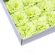 Tvålblommor till Hantverk - Nejlika - Lime