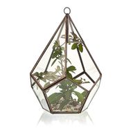 Terrarium i Glas - Stor Pyramid