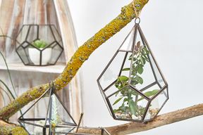 Terrarium i Glas - Stor Pyramid