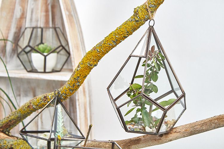 Terrarium i Glas - Stor Pyramid