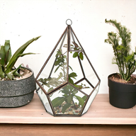 Terrarium i Glas - Stor Pyramid