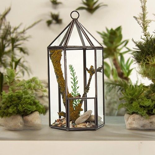 Terrarium i Glas - Lykt-formad