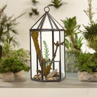 Terrarium i Glas - Lykt-formad