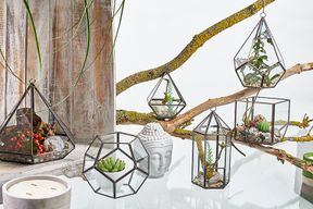 Terrarium i Glas - Stor Pentagon