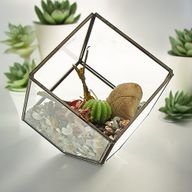Terrarium i Glas - Kub på Hörn