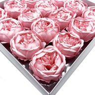 Tvålblommor till Hantverk - Extra Stor Pion - Ljusrosa