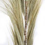 Blond Rayung-Gräs - 1.6m