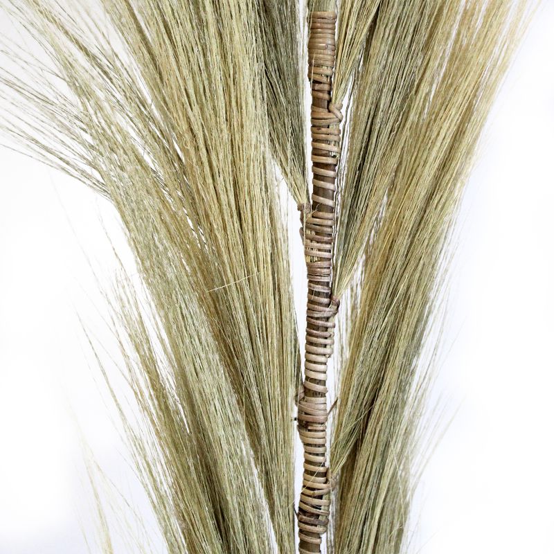 Blond Rayung-Gräs - 1.6m