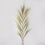 Blond Rayung-Gräs - 1.6m