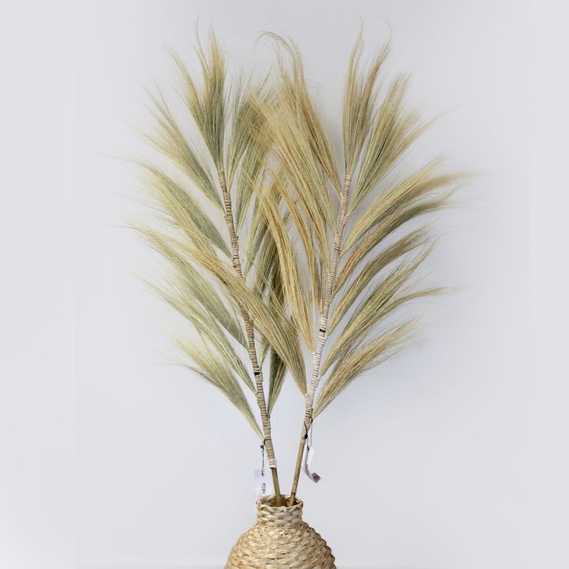 Blond Rayung-Gräs - 1.6m