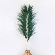 Grönt Rayung-Gräs - 1.6m