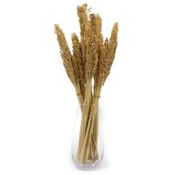 Klas av Sorghum-gräs  - Naturlig