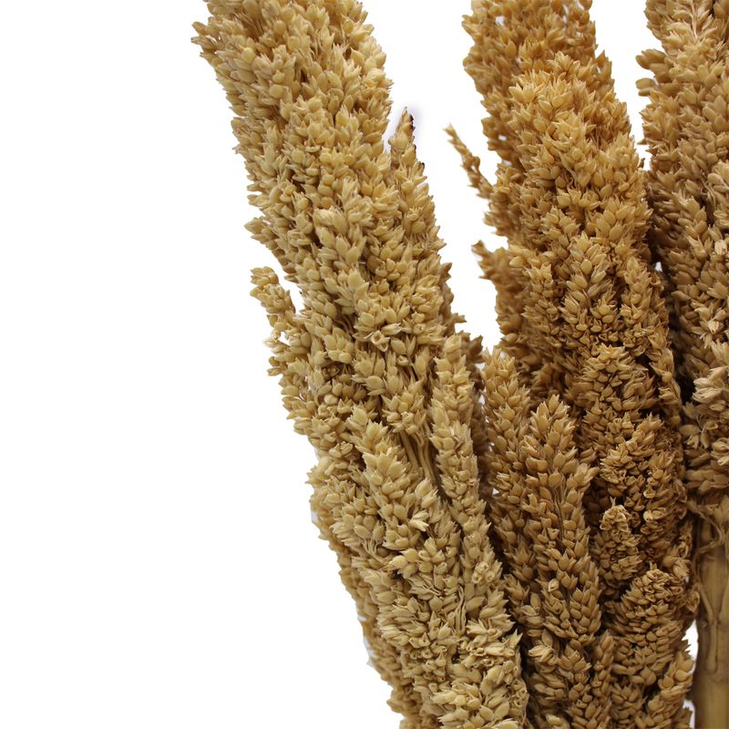 Klas av Sorghum-gräs  - Naturlig
