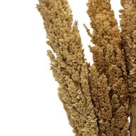 Klas av Sorghum-gräs  - Naturlig