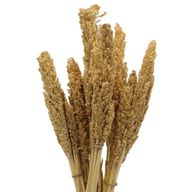 Klas av Sorghum-gräs  - Naturlig