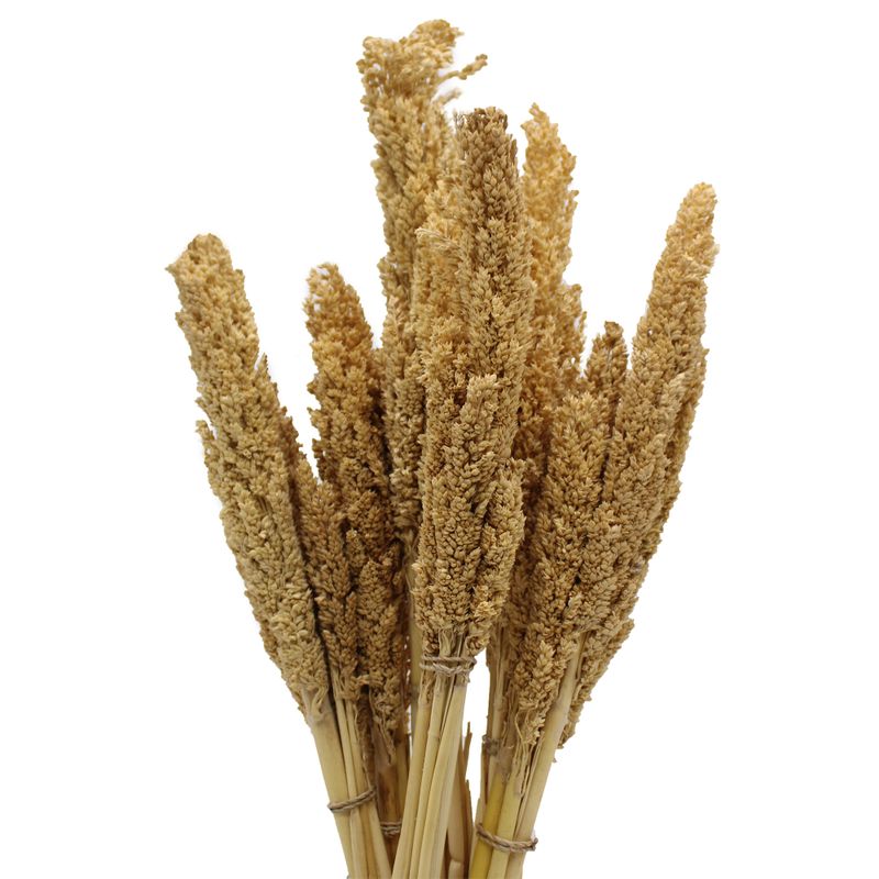Klas av Sorghum-gräs  - Naturlig
