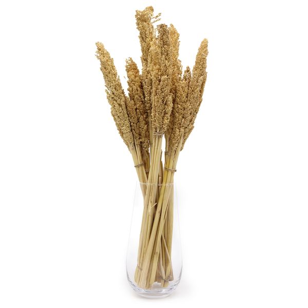 Klas av Sorghum-gräs - Naturlig