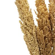 Klas av Sorghum-gräs  - Naturlig