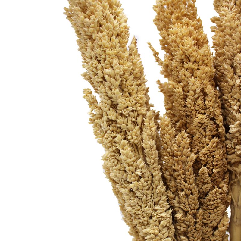 Klas av Sorghum-gräs  - Naturlig