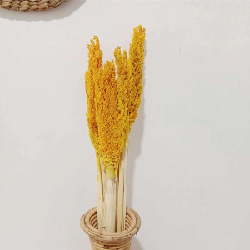 Klas av Sorghum-gräs  - Bärnsten
