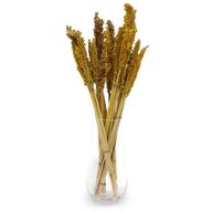 Klas av Sorghum-gräs  - Bärnsten