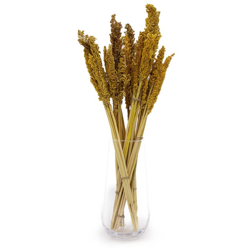 Klas av Sorghum-gräs  - Bärnsten
