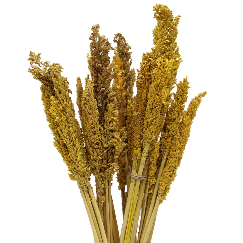 Klas av Sorghum-gräs  - Bärnsten