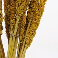 Klas av Sorghum-gräs  - Bärnsten