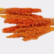 Klas av Sorghum-gräs  - Orange