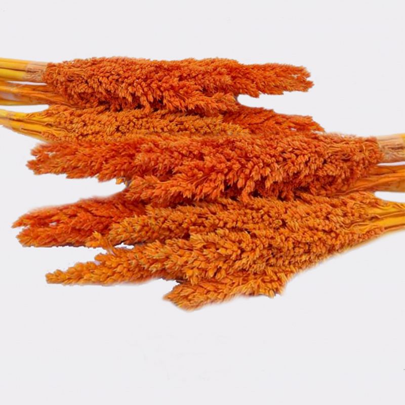 Klas av Sorghum-gräs  - Orange