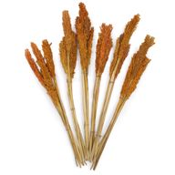 Klas av Sorghum-gräs  - Orange