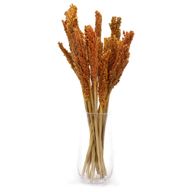 Klas av Sorghum-gräs  - Orange