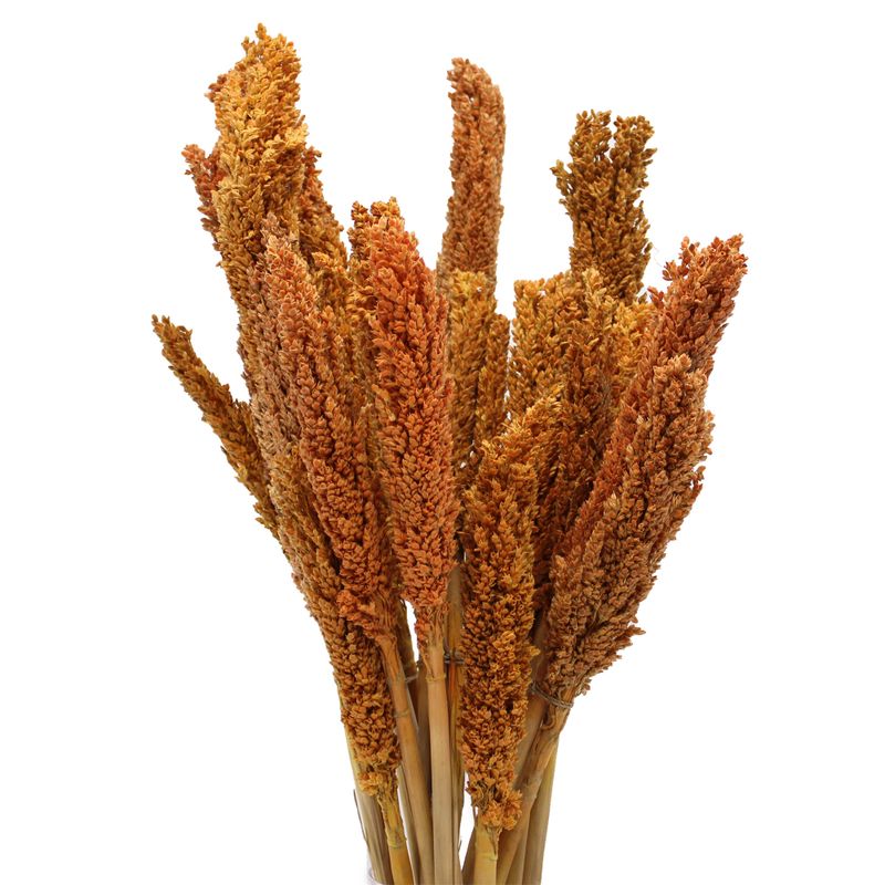 Klas av Sorghum-gräs  - Orange