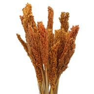 Klas av Sorghum-gräs  - Orange