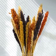 Klas av Sorghum-gräs  - Orange
