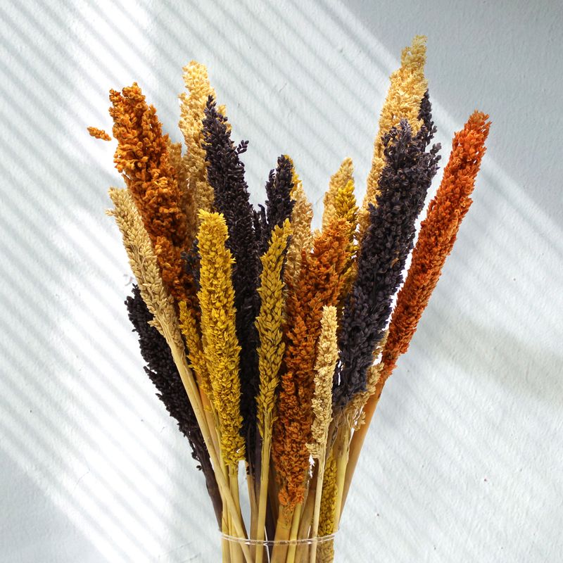Klas av Sorghum-gräs  - Orange
