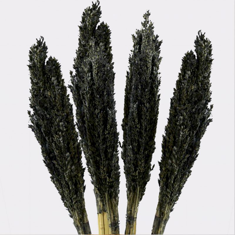 Klas av Sorghum-gräs  - Svart