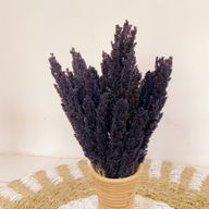 Klas av Sorghum-gräs  - Svart