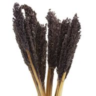 Klas av Sorghum-gräs  - Svart