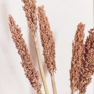 Klas av Sorghum-gräs  - Rost