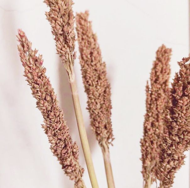 Klas av Sorghum-gräs - Rost